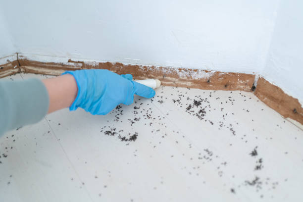 Best Ant Control Services  in Montpelier, OH